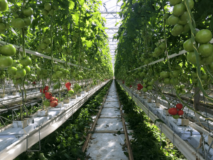 Glasshouse Tomatoes